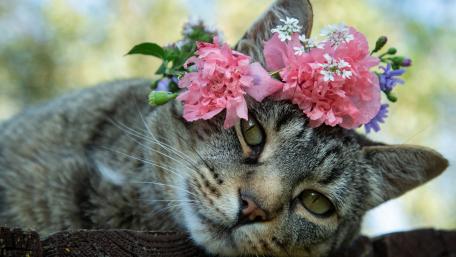 Whimsical Cat with Flower Crown Wallpaper wallpaper