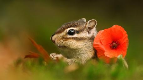 Charming Chipmunk with a Flower Charm wallpaper