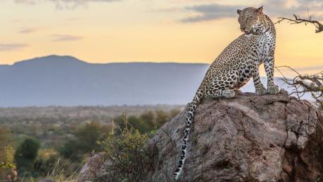 Majestic Leopard at Sunset Overlooking the Savanna wallpaper