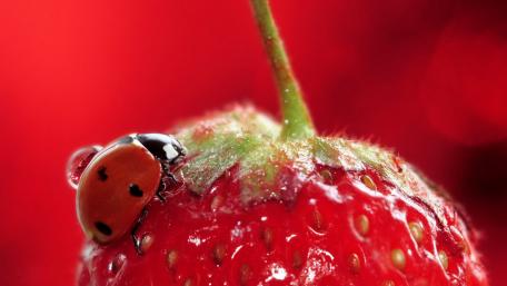 Vibrant Ladybug Amid Juicy Strawberry wallpaper