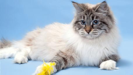 Fluffy Cat with a Playful Feather Toy wallpaper
