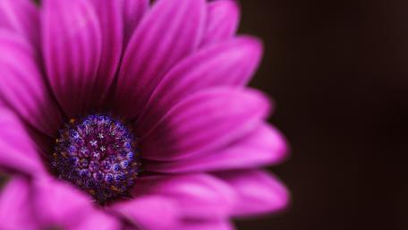 Vibrant Pink Flower Close-Up Beauty wallpaper