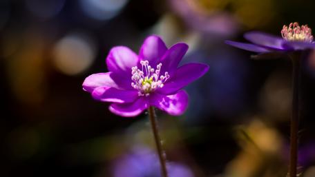 Vibrant Purple Blossom in Soft Focus wallpaper
