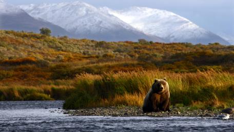 Majestic Bear by the Riverbank in Nature's Splendor wallpaper