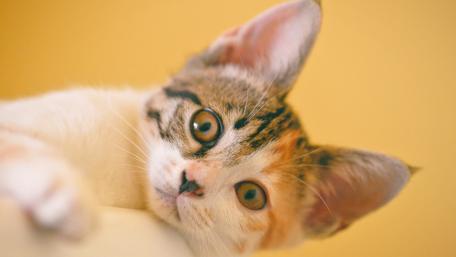 Adorable Calico Kitten Portrait wallpaper