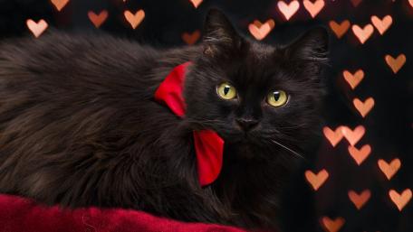 Charming Black Cat in Heart Background wallpaper