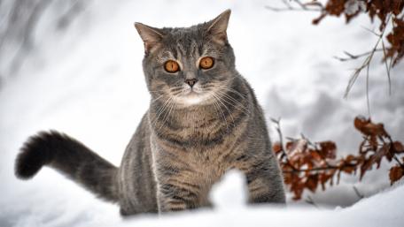 Majestic Cat in a Winter Wonderland wallpaper