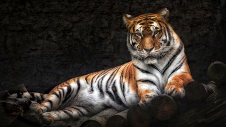 Majestic Tiger Resting in Shadows wallpaper