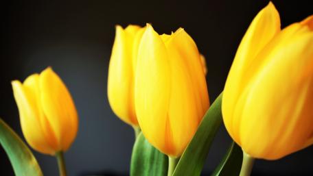 Bright Yellow Tulips on Dark Background wallpaper