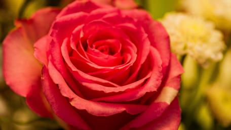 Vibrant Pink Rose in Bloom wallpaper