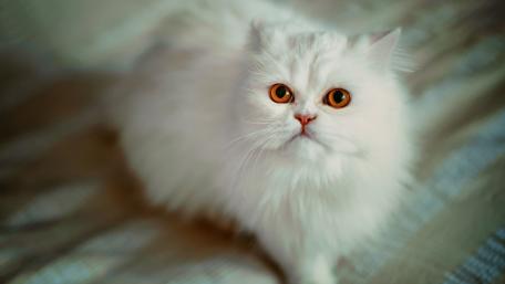Fluffy White Cat with Striking Orange Eyes wallpaper