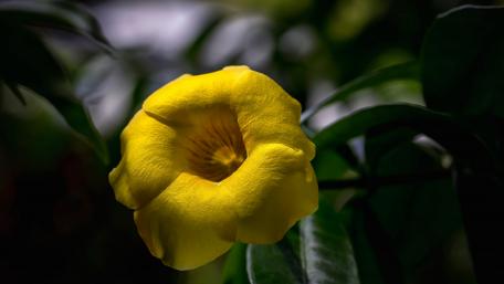 Bright Yellow Bloom Against Lush Greenery wallpaper