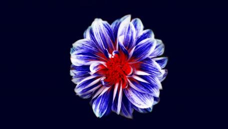 Vibrant Floral Splendor in 4K Quality wallpaper