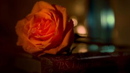 Elegant Orange Rose on a Vintage Book Scene wallpaper