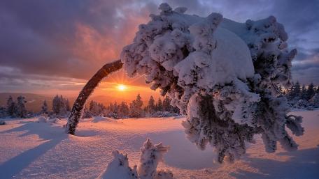 Tranquil Winter Sunrise in a Snowy Landscape wallpaper