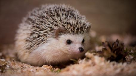 Adorable Hedgehog Exploring Its Cozy Habitat wallpaper