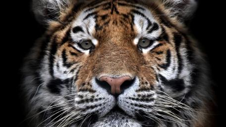Majestic Tiger in Bold Detail wallpaper