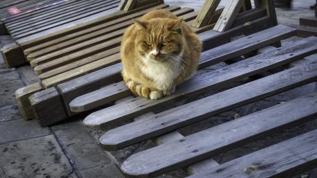 Charming Cat on Wooden Chairs wallpaper