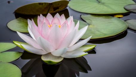 Serene Water Lily Floating on Calm Waters wallpaper