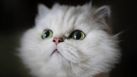 Fluffy White Cat with Enchanting Green Eyes wallpaper