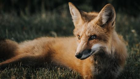 Majestic Fox in Nature's Embrace wallpaper