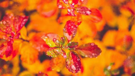 Vibrant Autumn Leaves with Raindrops wallpaper