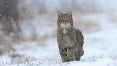 Majestic Wildcat in Winter Wonderlands wallpaper