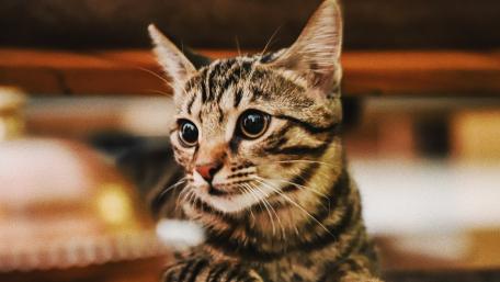 Curious Tabby Cat Close-Up Wallpaper wallpaper
