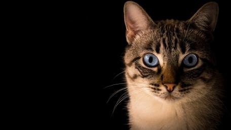 Mystical Blue-Eyed Cat Wallpaper wallpaper