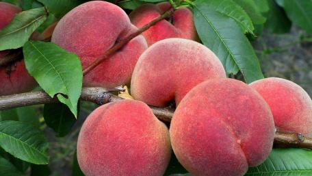 Lush Peaches on a Branch in Nature's Embrace wallpaper