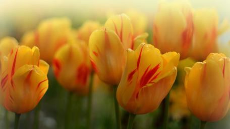 Bright Yellow Tulips with Red Stripes Dance in the Breeze wallpaper