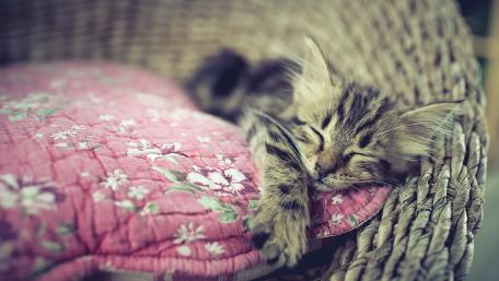 Cozy Cat Napping on Floral Cushion wallpaper