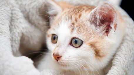 Adorable Kitten Cuddled in Soft Blanket wallpaper