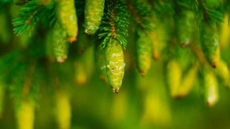 Vibrant Spruce Cones Against a Lush Background wallpaper