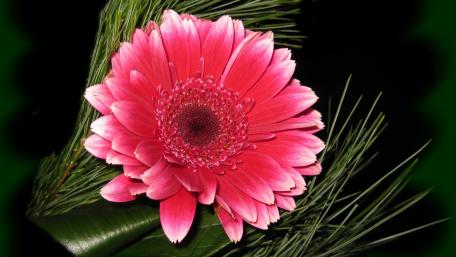 Beautiful Pink Gerbera Flower in Bloom wallpaper