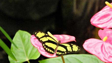 Schmetterling wallpaper