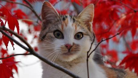 Charming Cat Amid Red Leaves wallpaper