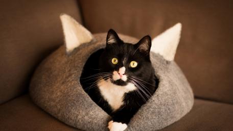 Cozy Cat in a Unique Bed wallpaper