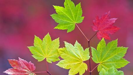 Vibrant Autumn Leaves Capturing Seasonal Beauty wallpaper