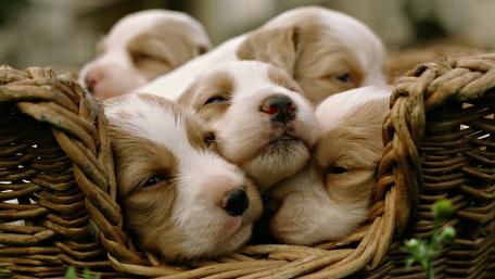 Adorable Puppies in a Cozy Basket wallpaper