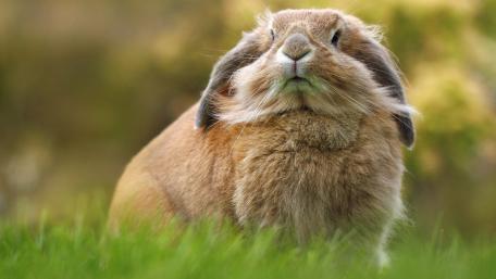 Adorable Brown Bunny on Green Grass wallpaper