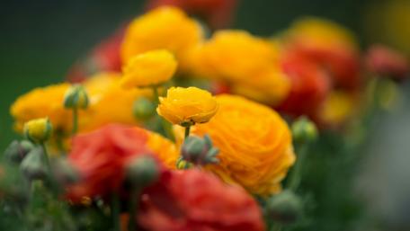 Vibrant Blooms of Spring Magic wallpaper