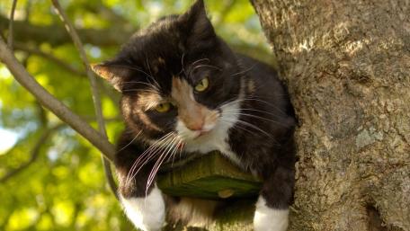 Curious Cat Relaxing in a Tree wallpaper