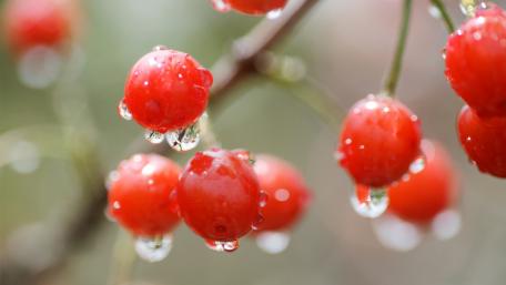 Vibrant Red Berries Sparkling with Dew Drops wallpaper