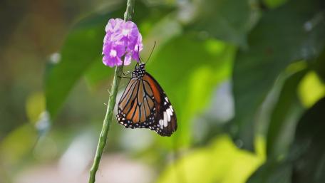 Delicate Dance of Butterfly on Blossom wallpaper