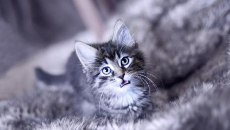 Cute Playful Kitten on Soft Furry Blanket wallpaper