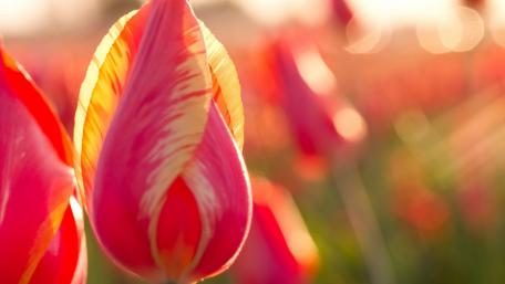 Vibrant Tulips in Soft Light Glow wallpaper