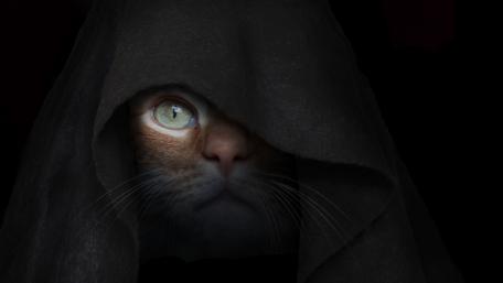 Mystical Cat in Shadows wallpaper