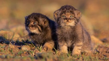 Adorable Baby Wildcats in Nature's Embrace wallpaper