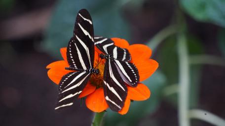 Striking Butterflies on Vibrant Flower Petals wallpaper